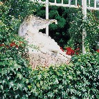 Rosengarten im Kurpark Bad Wildbad